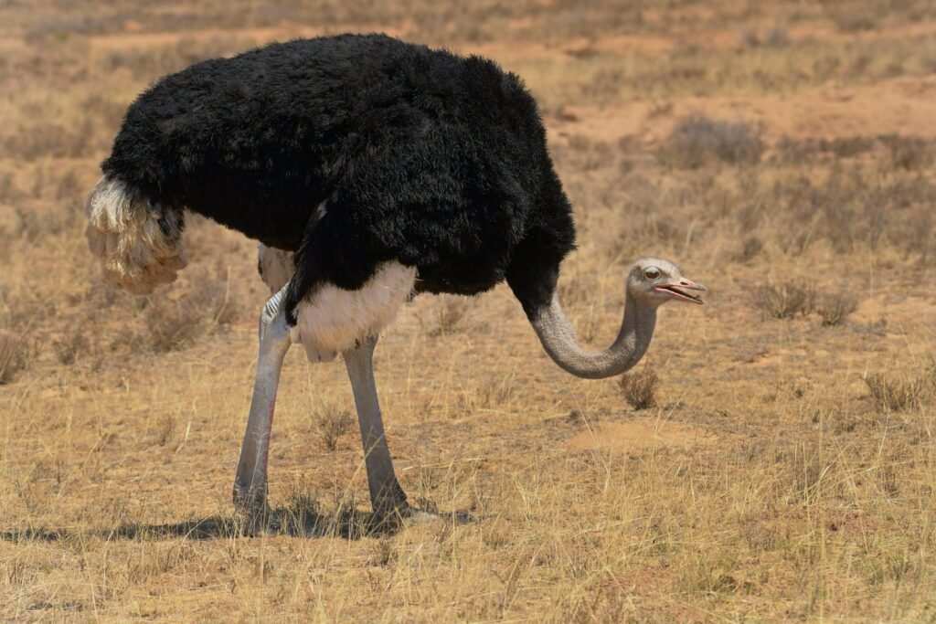 Why Ostriches Are the Ultimate Unique Farm Animals