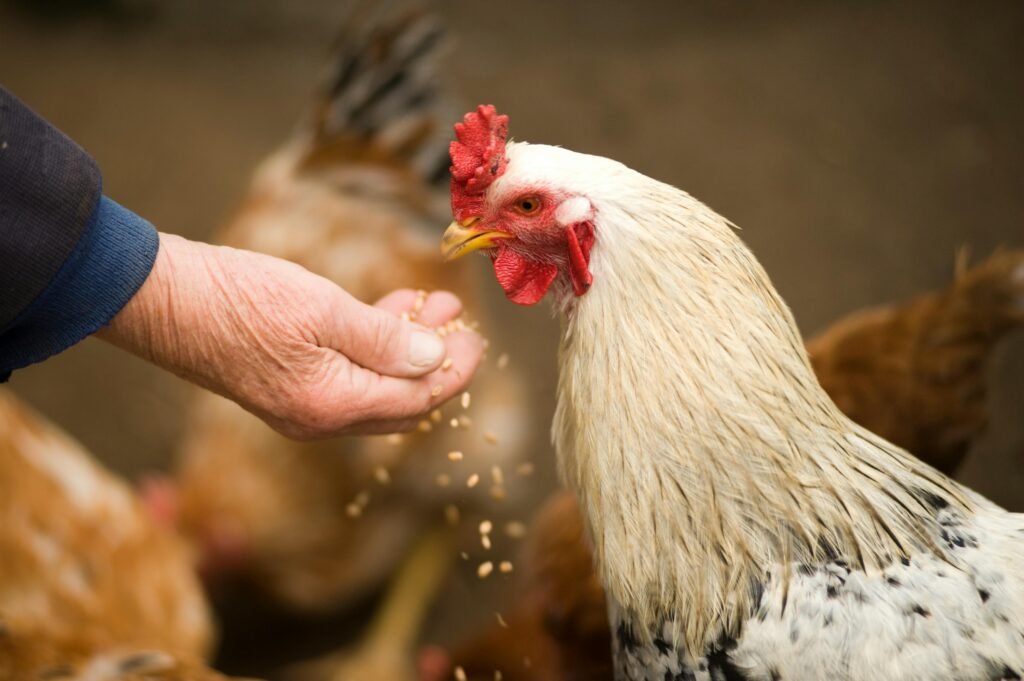 Caring for Backyard Chickens: A Beginner’s Guide